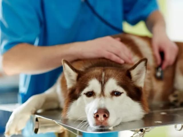 Pies wymiotuje? Dowiedz się, kiedy konieczna wizyta u weterynarza Pies wymiotuje? Dowiedz się, kiedy konieczna wizyta u weterynarza