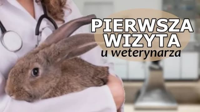 Ile kosztuje wizyta u weterynarza z królikiem? Sprawdź ceny i ukryte wydatki Ile kosztuje wizyta u weterynarza z królikiem? Sprawdź ceny i ukryte wydatki