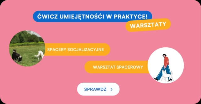 Gdzie na spacer z psem w Warszawie? Odkryj najlepsze miejsca Gdzie na spacer z psem w Warszawie? Odkryj najlepsze miejsca
