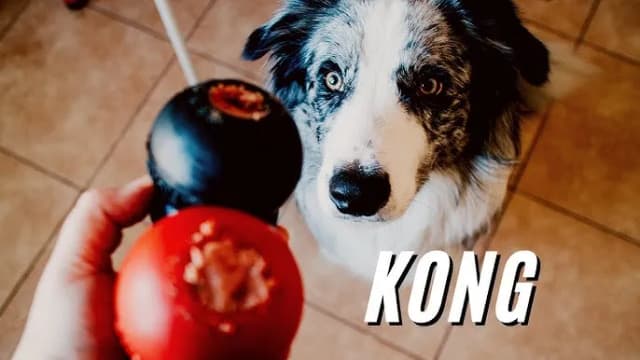 Czym wypełnić kong dla szczeniaka, aby zapewnić mu radość i zdrowie Czym wypełnić kong dla szczeniaka, aby zapewnić mu radość i zdrowie