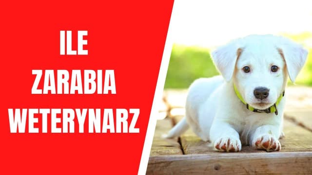 Ile zarabia weterynarz w USA? Zaskakujące różnice w wynagrodzeniach Ile zarabia weterynarz w USA? Zaskakujące różnice w wynagrodzeniach