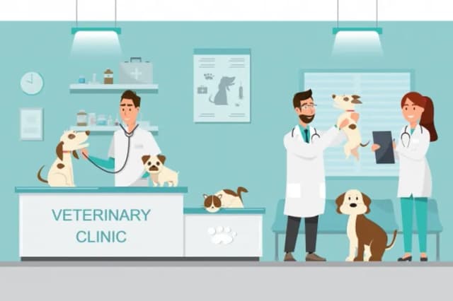 Czy weterynarz to doktor? Poznaj różnice i wymagania edukacyjne Czy weterynarz to doktor? Poznaj różnice i wymagania edukacyjne