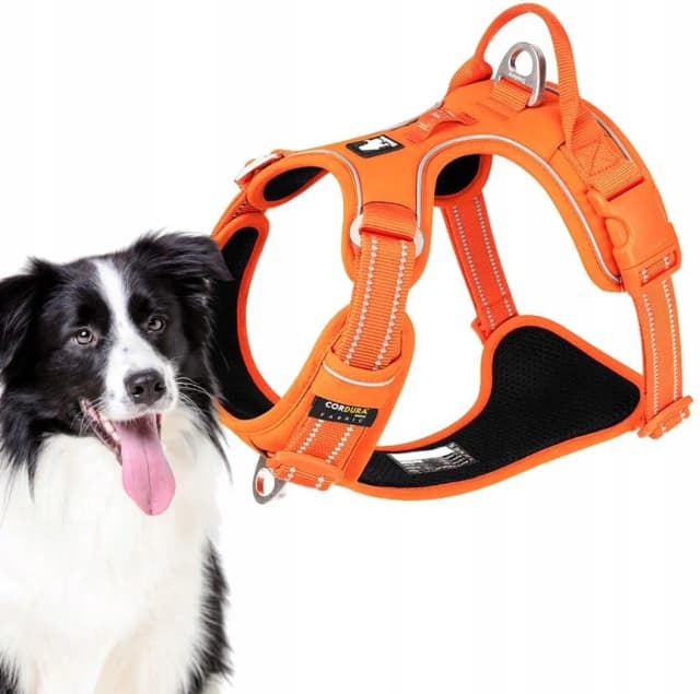 Obroża czy szelki dla border collie – co zapewni mu większy komfort? Obroża czy szelki dla border collie – co zapewni mu większy komfort?