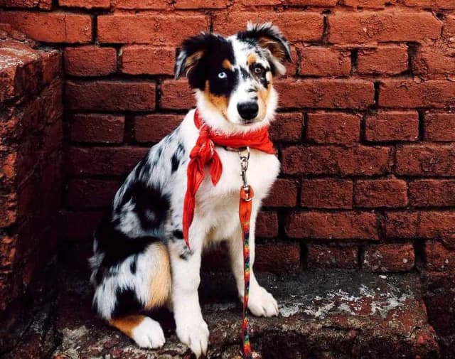 Obroża czy szelki dla border collie – co zapewni mu większy komfort? Obroża czy szelki dla border collie – co zapewni mu większy komfort?